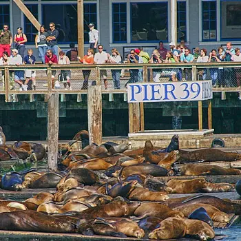 Pier 39